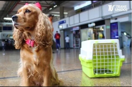 En Transportes Unidos, tus peludos también son parte del viaje.